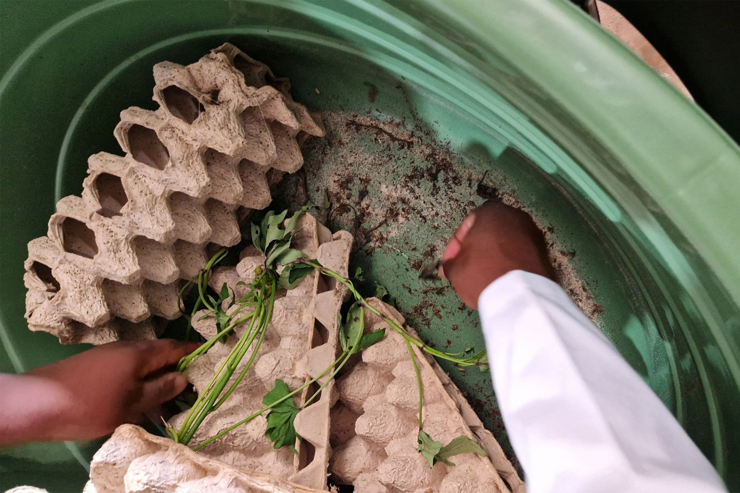 Crickets being fed